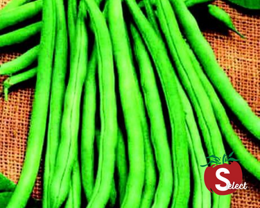 Blue Lake 274 Bean Seeds